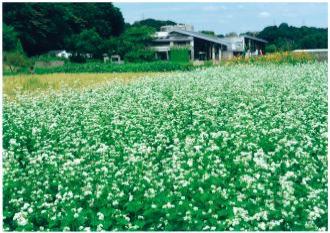 そばの花と稲穂の写真