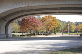橋の下から覗く紅葉した木々の写真