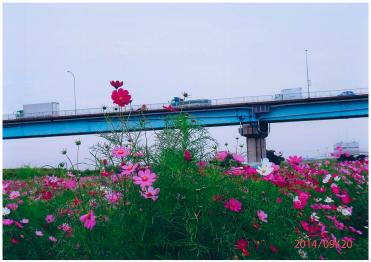 江戸川松戸フラワーライン秋の花まつり2014での一枚