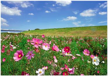 澄みきった秋空に白い雲、そして広場には色とりどりの花