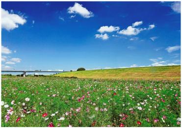 色とりどりの花がいっぱいに咲き誇り土手を歩く人を楽しませていました