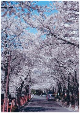 プロムナード松戸の桜並木
