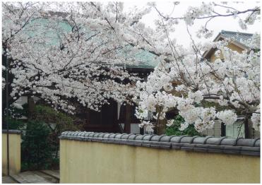 大正寺と桜