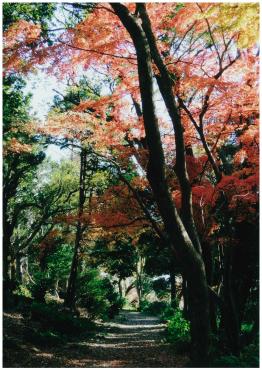 千葉大学園芸学部・キャンパスへの回廊