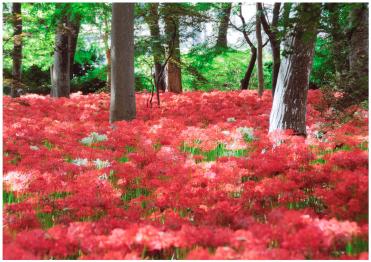 赤や白の彼岸花で一面絨毯に覆われている景色は圧巻