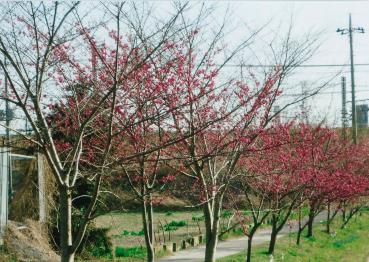 緋寒桜が見事に咲き誇った江戸川河川敷
