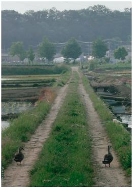 坂川の寝床にもどる、かもの夫婦