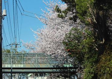 美しく咲くソメイヨシノ