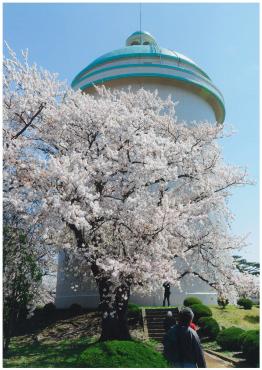 青色の配水塔と枝いっぱいに伸ばした桜の色合いは見事