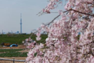 田園風景と桜とスカイツリー