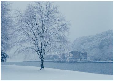 21世紀の森と広場、大雪で真っ白になった大樹
