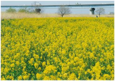 江戸川河川敷