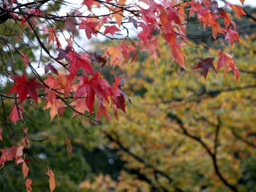 紅葉した紅葉がきれいに映った一枚。後ろには黄色く色が変わった木たちも