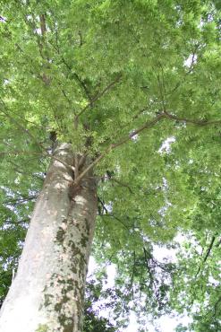 太い幹と青く茂った葉を持つ大樹を下から見上げて取った一枚