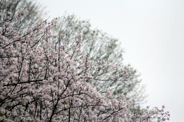 出番を待つ桜の木の写真