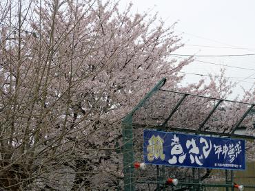 野球部を応援する横断幕と、色づいた桜の木