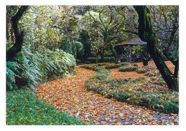 東屋を背景に朝陽に輝く落ち葉と紅葉が美しい