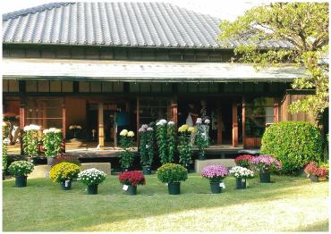戸定邸の庭に綺麗に並ぶ剪定された菊祭りの菊たち