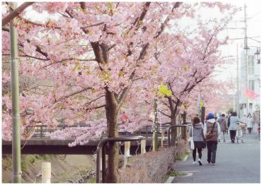 坂川の河津桜