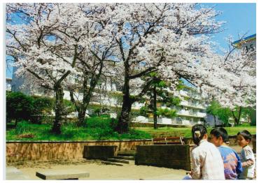 染井吉野の他、八重桜、ウ黄の桜など大きく育った樹木