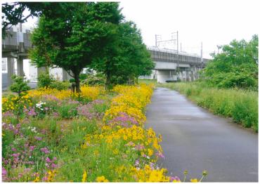 季節ごとに花の色が変わる、坂川のフラワーロード