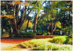 落ち葉一面の公園