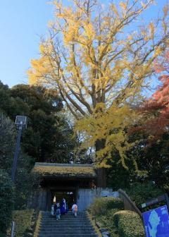 紅葉が人々を迎える戸定が丘歴史公園