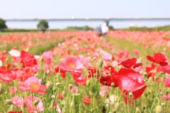 江戸川松戸フラワーライン春の花まつり