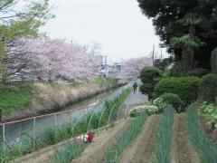 六間川の桜の頃