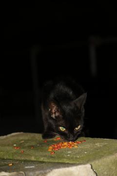 馬橋弁天神社　たくさんの猫が住みつく