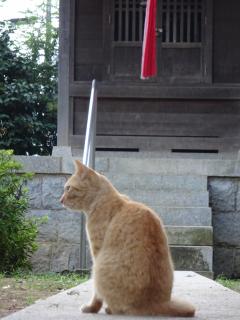 馬橋弁天神社　人懐こく、人に優しい地域猫