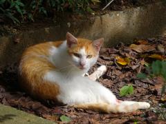 馬橋弁天神社　猫にとっていい寝床になっている