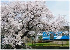 桜と流鉄