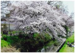 坂川馬橋駅側(そば)の坂川桜