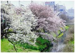 坂川馬橋駅側の坂川