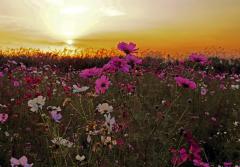 夕暮れ時の樋野口・花畑