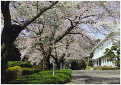 千葉大学園芸学部（春）