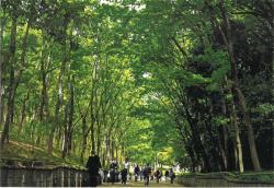 21世紀の森と広場　緑のトンネル
