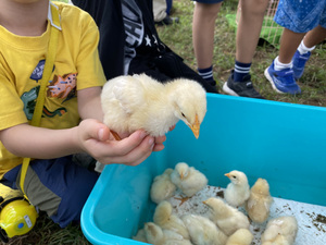 ふれあい動物園でひよこを抱っこ