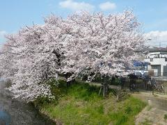 新坂川桜並木の写真