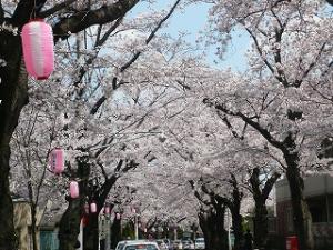 常盤平さくら通り1