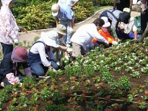 東松戸ゆいの花公園で花を植えている写真