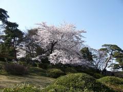 八柱霊園の満開に咲く桜の写真