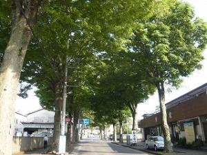 八柱霊園の参道写真