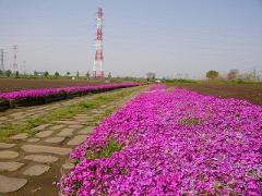 野菊が咲くこみちの写真