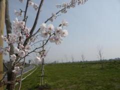 江戸川スーパー堤防に咲く若木桜の写真