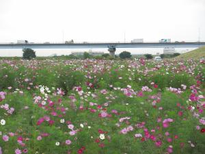 江戸川フラワーライン「秋の花まつり2014」-2