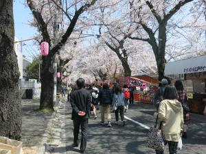 第48回常盤平さくらまつりの様子