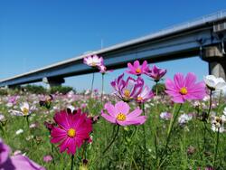 コスモス畑