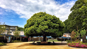 ブロッコリーのような木